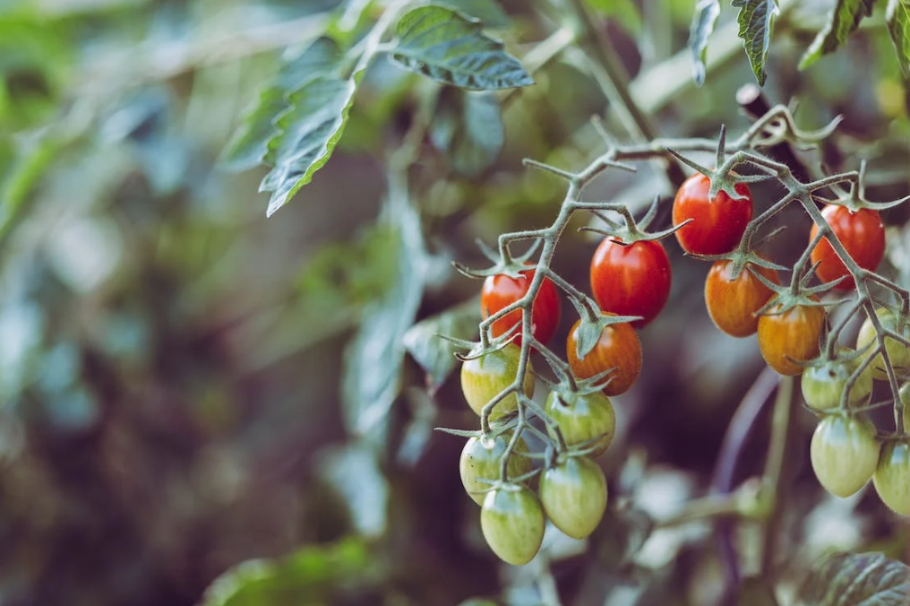 Rajčata v zahradě